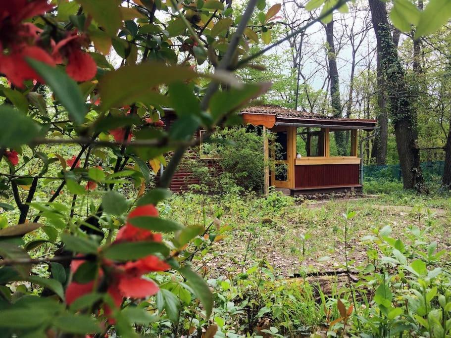 Cinke Cottage, Nest In Nature Kismaros ภายนอก รูปภาพ